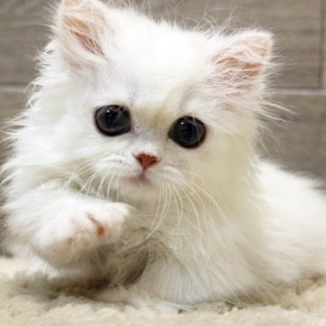 ミヌエット(短足)【群馬県・男の子・2022年12月31日・シェルカメオ（ロングコート）】の写真「大きな目をした短足クン！！」