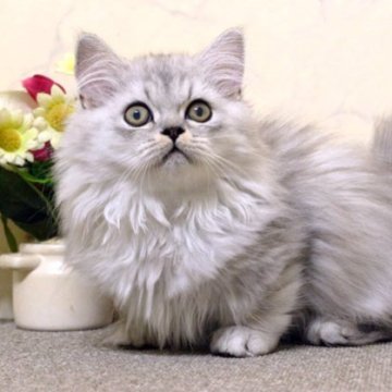 ミヌエット(短足)【群馬県・男の子・2023年2月27日・シェ―デッドシルバー&ホワイト（ロングコート）】の写真「ミヌエット短足　男の子！」