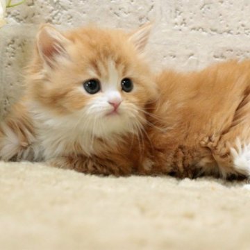 ミヌエット(長足)【群馬県・女の子・2023年5月17日・レッドタビー&ホワイト（ロングコート）】の写真「ミヌエット並足　女の子！綺麗な八割れ」