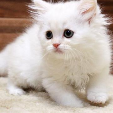 ミヌエット(長足)【群馬県・男の子・2022年8月17日・シェルカメオ&ホワイト（ロングコート）】の写真「ミヌエットの並足　男の子！！」