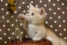 ミヌエット【群馬県・男の子・2018年7月12日・レッドクラシックタビー&ホワイト】の写真1