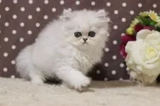 ミヌエット【群馬県・女の子・2020年8月20日・チンチラシルバー】の写真1