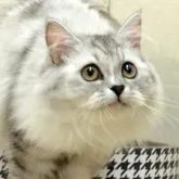 マンチカン(長足)【群馬県・女の子・2023年2月17日・シェ―デッドシルバー&ホワイト】の写真1