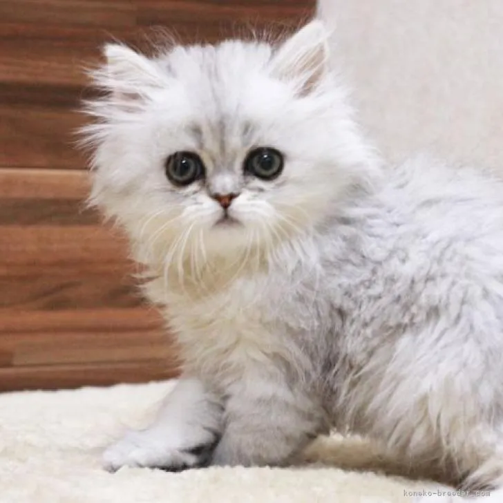 ID：2209-00114の子猫