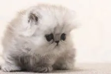 ミヌエット【群馬県・男の子・2020年8月18日・シェーデッドシルバー】の写真2