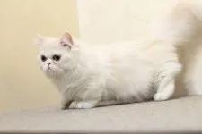 ミヌエット【群馬県・男の子・2019年5月10日・シェルカメオ&ホワイト】の写真2