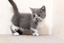 マンチカン(短足)【群馬県・女の子・2020年6月21日・ブルー&ホワイト】の写真2