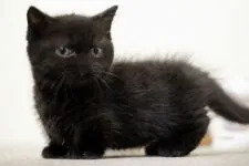 ミヌエット【群馬県・男の子・2019年9月18日・ブラック】の写真2