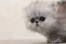 ミヌエット【群馬県・男の子・2020年8月18日・シェーデッドシルバー】の写真3