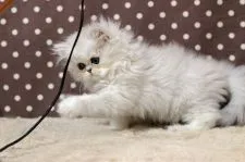 ミヌエット【群馬県・女の子・2020年8月20日・チンチラシルバー】の写真3