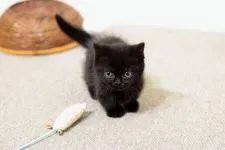 ミヌエット【群馬県・男の子・2019年9月18日・ブラック】の写真4