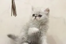 ミヌエット【群馬県・女の子・2019年4月16日・シェーデットトーティーシェル】の写真4