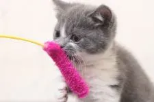 マンチカン(短足)【群馬県・女の子・2020年6月21日・ブルー&ホワイト】の写真4