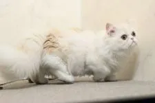 ミヌエット【群馬県・男の子・2019年5月10日・シェルカメオ&ホワイト】の写真5