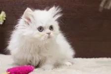 ミヌエット【群馬県・男の子・2021年5月16日・シェルカメオ&ホワイト】の写真5