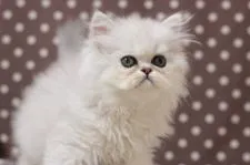 ミヌエット【群馬県・女の子・2020年8月20日・チンチラシルバー】の写真5