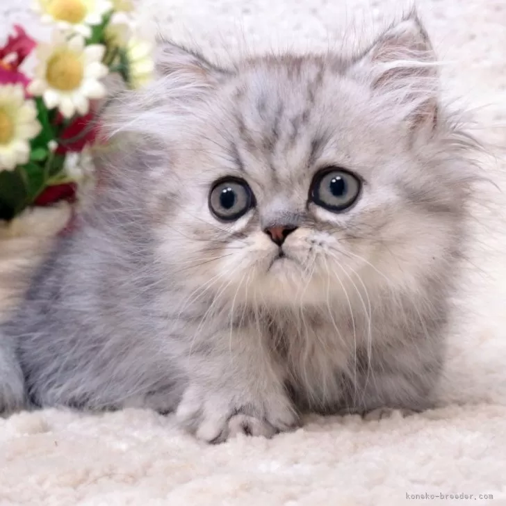 ID：2412-02776の子猫