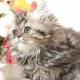 ミヌエット(長足)