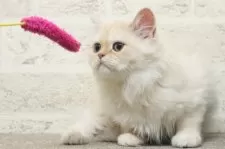 ミヌエット(長足)【群馬県・男の子・2025年5月25日・カメオタビー&ホワイト】の写真2