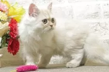 ミヌエット(長足)【群馬県・男の子・2025年5月25日・カメオタビー&ホワイト】の写真3