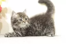 ミヌエット(長足)【群馬県・男の子・2025年7月27日・ブラウンタビー】の写真4