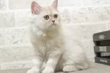 ミヌエット(長足)【群馬県・男の子・2025年5月25日・カメオタビー&ホワイト】の写真4