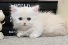 ミヌエット(短足)【群馬県・男の子・2024年12月28日・シェルカメオ&ホワイト】の写真5