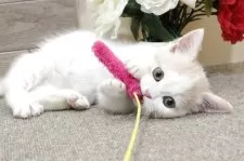 ミヌエット(短足)【群馬県・男の子・2025年7月27日・レッドタビー&ホワイト】の写真5