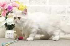 ミヌエット(長足)【群馬県・男の子・2025年5月25日・カメオタビー&ホワイト】の写真6