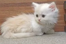 ミヌエット(短足)【群馬県・男の子・2024年12月28日・シェルカメオ&ホワイト】の写真6