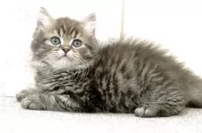 ミヌエット(長足)【群馬県・男の子・2025年7月27日・ブラウンタビー】の写真6