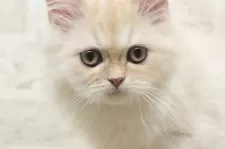 ミヌエット(長足)【群馬県・男の子・2025年5月25日・カメオタビー&ホワイト】の写真7