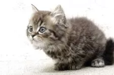 ミヌエット(長足)【群馬県・男の子・2025年7月27日・ブラウンタビー】の写真7