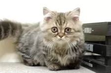 ミヌエット(短足)【群馬県・女の子・2025年5月25日・ブラウンタビー】の写真9