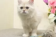 ミヌエット(長足)【群馬県・男の子・2025年5月25日・カメオタビー&ホワイト】の写真9