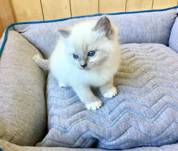 ID：1902-01085の子猫