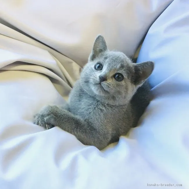 ID：1911-01288の子猫