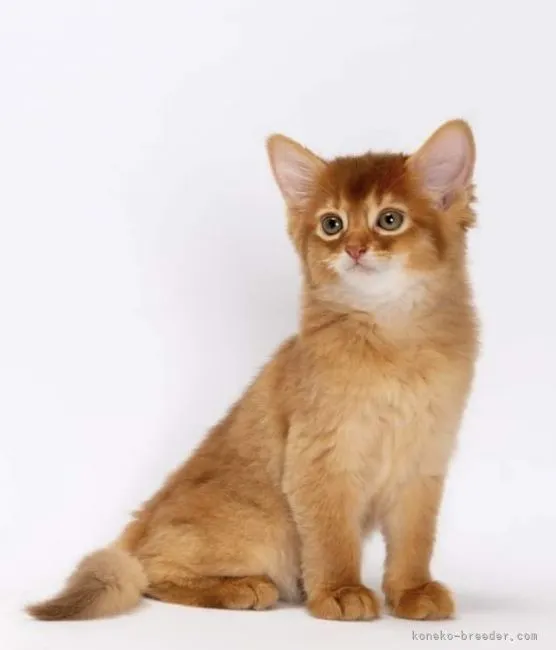 ID：2106-02359の子猫