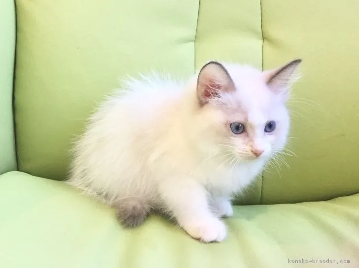 ID：1810-00463の子猫