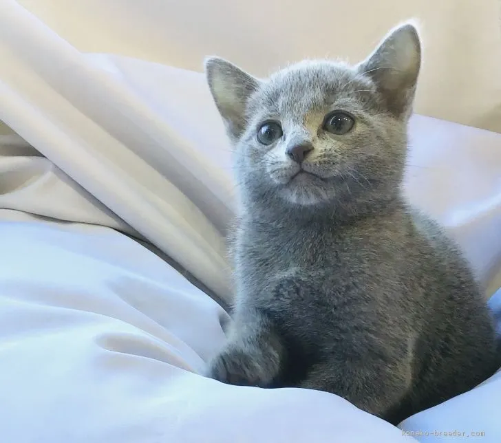 ID：1911-01290の子猫