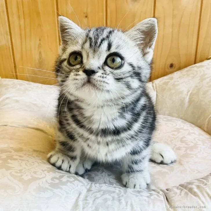 ID：2302-00358の子猫