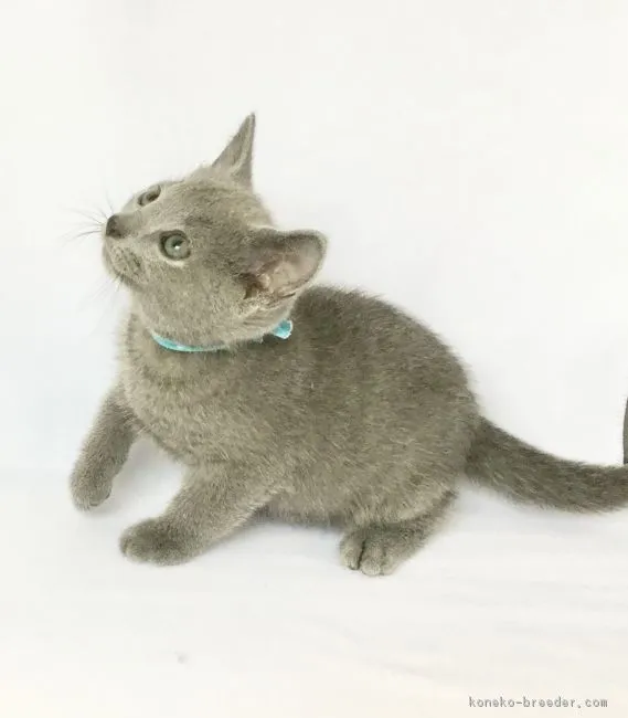 ID:1808-01038の子猫