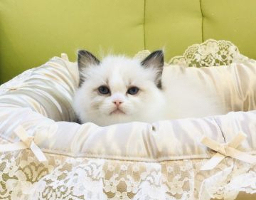 ラグドール【愛知県・女の子・2020年2月19日・シールポイントバイカラー】の写真「抜群に可愛いです！」