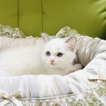 ラグドール【愛知県・男の子・2020年6月20日・ブルーポイントバイカラー】の写真「抜群に可愛いです！」