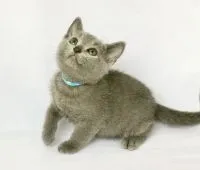 ロシアンブルー【愛知県・男の子・2018年7月14日・ブルー】の写真3「９月６日撮影」