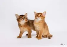 ソマリ【愛知県・男の子・2021年4月24日・ルディー】の写真5