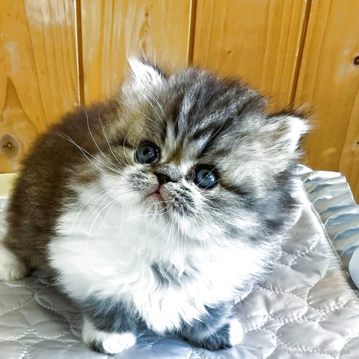 ブリーダー画像