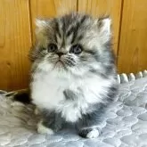 ミヌエット(長足)【愛知県・女の子・2025年9月18日・ブラウンタビー&ホワイト】の写真5