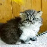 ミヌエット(長足)【愛知県・女の子・2025年9月18日・ブラウンタビー&ホワイト】の写真6