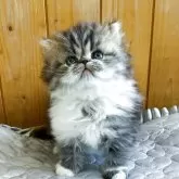 ミヌエット(長足)【愛知県・女の子・2025年9月18日・ブラウンタビー&ホワイト】の写真7